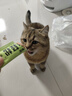 多特思猫零食小轻松猫草猫条50支0肉粉0诱食剂排毛化毛成幼猫条软罐头 实拍图