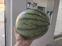 京鲜生 麒麟西瓜 1粒净重7-8斤 生鲜水果源头直发包邮 实拍图