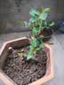 玫瑰花苗老桩绿植物盆栽月季蔷薇老根室内外阳台庭院特大花卉四季 54红龙（老桩爬藤苗四季开花） 实拍图