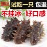 御海宝 即食海参500g长岛大连辽刺参 500g 4-7(简装-大个头) 实拍图