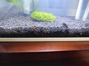 疯狂水草黑色火山石鱼缸专用养鱼过滤底沙颗粒鱼缸造景底砂装饰养乌龟专用 实拍图