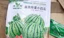 食用薄荷种子猫薄荷盆栽四季室内驱蚊虫植物阳台易种花卉种孑籽 猫薄荷100粒 不含盆 实拍图