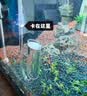 疯狂水草（FKSC）二氧化碳鱼缸专用钢瓶发生器抛弃式co2高压气瓶可控减压阀细化器 【记泡器款】抛弃式迷你二氧化碳套装 实拍图
