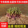 紫根韭菜根苗四季韭菜头紫红宽叶春季秋季室内盆栽韭菜苗现挖农家 紫根：韭菜根苗50棵 实拍图
