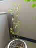 嫣蓝蓝莓苗蓝莓树苗盆地栽果树苗南北方种植 蓝莓苗3年苗1棵源头直发 实拍图