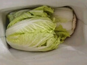 云南高原黄心娃娃菜农家自种新鲜大颗当季脆甜白菜 带箱2斤 净重1.8斤 实拍图