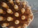 AI JOOU按摩梳天然檀木梳子头皮按摩梳头部疏通按摩器多功能经络刷经络梳 实拍图