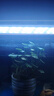 LED全光鱼缸灯同款水族箱鱼缸照明灯架水草灯增艳发色灯神灯节能 9瓦蓝白光38cm（适合40-50cm鱼缸） 四排灯珠 实拍图