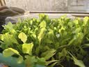 漫生活50L玫瑰月季营养土赠肥料 进口泥炭土花土绿植花卉有机种植土壤 实拍图