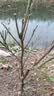 春见耙耙柑树苗桔子苗盆栽地栽庭院南方北方种植橘子树苗当年结果 推荐5年苗当年结果 实拍图