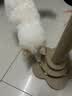 HELLOJOY猫抓柱剑麻猫抓板猫玩具耐抓耐磨不掉屑猫爬架立式自嗨解闷用品 实拍图