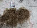 新韭菜根香韭菜根小叶韭菜根大叶韭菜根四季可栽好养活的庭院绿植 小叶韭菜根100棵送肥 实拍图