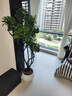 叹为观止大型植物发财树各种大颗盆栽开业乔迁客厅办公室内好养大型花卉 造型鸭脚木【1.5-1.7米】 含盆 实拍图