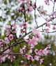 索尼（SONY）E 50mm F1.8 OSS APS-C画幅定焦镜头 SEL50F18 黑色 实拍图