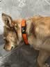 petlimit狗狗脖圈项圈小中大型犬颈圈泰迪金毛狗链脖套宠物用品柔软 桔色M 晒单实拍图