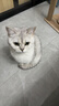 亿迪 猫粮冻干10斤成猫幼猫国产全价布偶蓝猫银渐层全阶段专用 实拍图