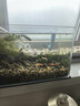卡奇鱼 斑马鱼 淡水鱼 观赏鱼 小型观赏鱼 热带鱼 蝶翼斑马荧光好养易活 糖果斑马10条1.5-2.5cm最少3种色 实拍图