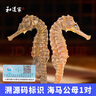 和道家海马一对10g 海马中药材一公一母配对泡酒料煲汤男性滋补增高干货 实拍图
