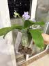 亚克力正方形透明花盆塑料种植盆水培透气加厚蝴蝶兰专用控根盆 2号10.5*9*11cm【送托盘】 1个装 实拍图