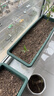 原起点长方形霍伦种菜盆60cm特大种花盆阳台种菜神器长条蔬菜草莓种植盆 橄榄绿2个装【送自吸水网】 实拍图