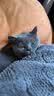 信元发育宝（SINGEN）元气吉醇全价深海鱼宴成猫粮3斤营养配方猫咪科学养宠多猫1.5kg 实拍图
