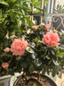 【莎之槿园艺】杜鹃花苗盆栽带花苞四季开花不断室内观花卉绿植植物老桩大棵好养 粉色杜鹃花+(简易袋)带花苞 含盆 实拍图