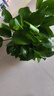 双盟绿萝盆栽除甲醛花卉绿植办公室新房净化空气180加仑4盆装源头直发 实拍图