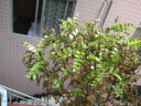 绿植盆栽四季常青胡椒木 卧室 办公室植物 观叶书房办公室 三年苗 不含盆 晒单实拍图