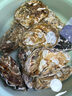 贝司令鲜活乳山生态生蚝4XL 净重4斤 8-11只 生鲜源头直发露营聚会 实拍图