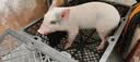 暮秋小主【猪猪侠同款】宠物小香猪活体幼崽家养纯种迷你猪活物可爱萌宠 暹罗粉红猪（母） 实拍图
