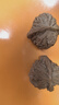 山中玉文玩核桃狮子头手把玩古麻核桃核头蛤蟆手盘把件男女送新年礼物 进阶级43-44四座楼1对 实拍图