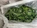 艾草新鲜食用蔬菜现摘清明草粑粑青团3斤顺丰艾叶新鲜艾草叶 【顺丰快递】 250g 实拍图
