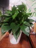 京东绿植绿萝盆栽除甲醛花卉绿植办公新房净化空气180龙蛋光面4盆源 实拍图