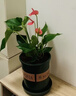花竹恋杜鹃花四季开花盆栽花卉绿植阳台办公室红掌室内盆栽盆景大型绿植 粉掌 含盆栽好发货高度40厘米左右 实拍图