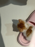 舒腾中华田园小猫咪活体田园猫宠物家养猫咪橘猫幼猫活体土猫狸花猫咪 田园级 随缘 母（幼猫两个月左右） 实拍图