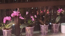 金雅特兰花专用营养土蝴蝶兰君子兰花土树皮松磷种植兰花土壤尊贵版20L 实拍图