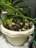 爱丽思（IRIS）花盆花瓶树脂复古浮雕波纹圆形多肉塑料阳台种植批发花盆 10号浅米色(口径30cm) 3个花盆【划算】 实拍图