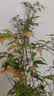 水培植物富贵竹天堂鸟白掌鸭脚木室内米竹子绿植花卉办公桌面好养 10颗米竹35-45cm+营养液【不含盆】 无规格 实拍图