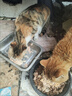 卫加全价猫粮20斤装 成猫幼猫主粮全阶段通用型天然粮10kg 实拍图