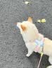 MIKI PAD狗狗牵引绳防爆冲狗胸背带遛狗绳中大型犬边牧萨摩耶背心式狗链子 蜜桃粉【轻盈透气】+1.5m牵引绳 M 脖围38-50cm 建议15-28斤 实拍图