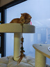 兽牌森林猫爬架大型猫树猫窝一体豪华剑麻猫架太空舱缅因大猫暖冬适用 森林Plus【实木上漆款】 实拍图