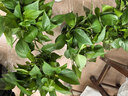 双盟绿萝盆栽除甲醛花卉绿植办公室新房净化空气180加仑4盆装源头直发 实拍图