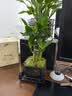 幼薇文竹盆栽室内绿植好养桌面古风艺术小盆景桌面茶几办公摆件装饰 富贵竹丛林+四方舍得PVC+方底盘 带盆栽好 实拍图