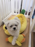 HELLOJOY狗狗玩具耐咬磨牙小狗玩具自己玩解闷神器宠物幼犬玩具发声冲锋鸭 实拍图