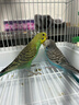 万宠汇 鸟活体虎皮鹦鹉笼养牡丹玄风活鸟学说话手养小太阳鹦鹉宠物鹦鹉 蓝色虎皮+绿色虎皮（一公一母） 实拍图