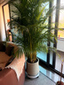 叹为观止 大型盆栽 单杆辫子发财树天堂鸟绿萝散尾葵办公室内开业乔迁礼品 散尾葵1.7—1.9米【聚宝盆】 含盆 实拍图
