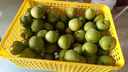 志褚 新鲜青梅鲜果 高山福建诏安青梅果鲜酸脆梅子泡酒青梅酵素 青梅【大果5斤】 实拍图