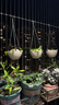 爱丽思（IRIS）吊钵环保树脂绿萝常春藤垂吊挂盆花盆吊兰盆悬挂壁式吊篮挂钩花盆 6号浅米色 实拍图