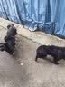 力狼狗粮 全价成犬粮 博美泰迪金毛阿拉斯加边牧大中小犬型粮 【牛肉粒双拼犬粮】鲜肉双拼1.5kg 实拍图