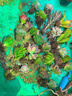 多肉植物带盆绿植花卉盆栽贵货老桩群生玉树玉露仙人掌肉 20颗多肉植物盲盒【品种不重复】 晒单实拍图